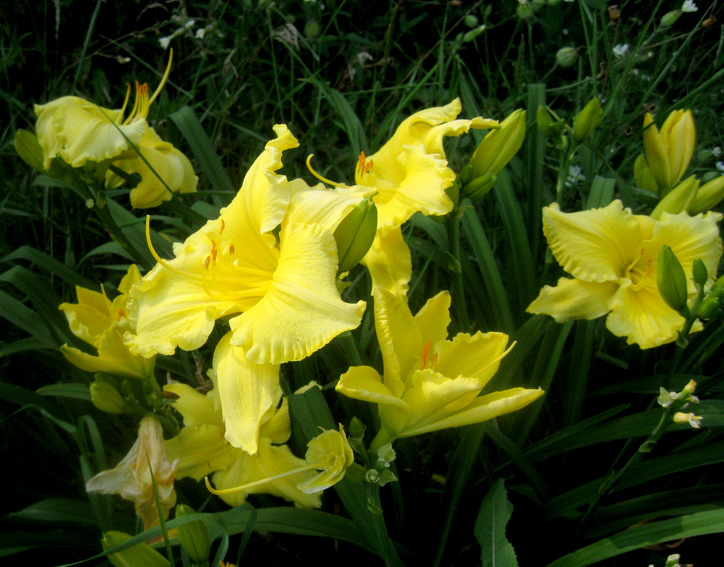 Hemerocallis 'Planet Claire'